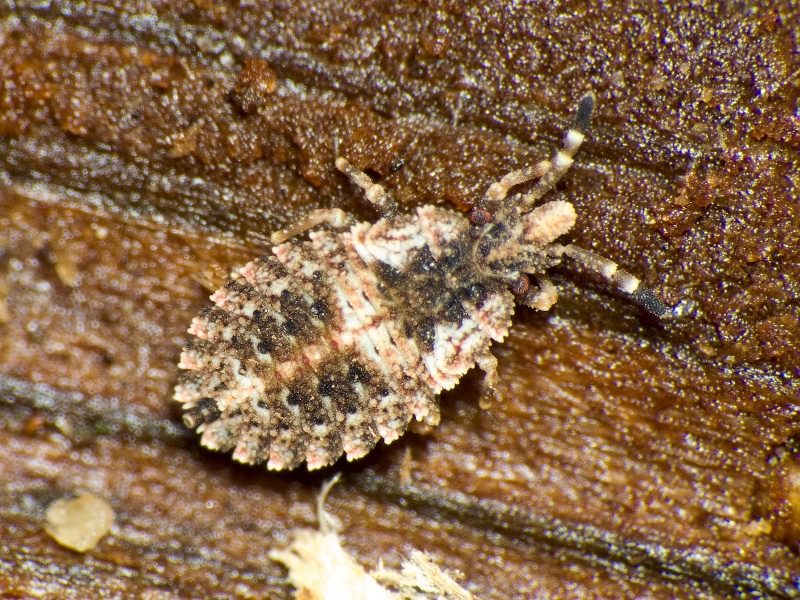 Aradus betulae (Linnaeus, 1758)